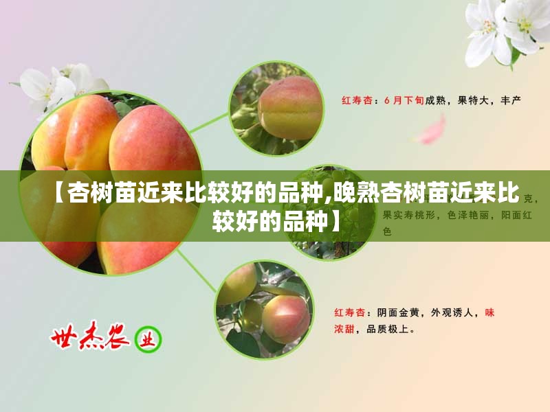 【杏树苗近来比较好的品种,晚熟杏树苗近来比较好的品种】