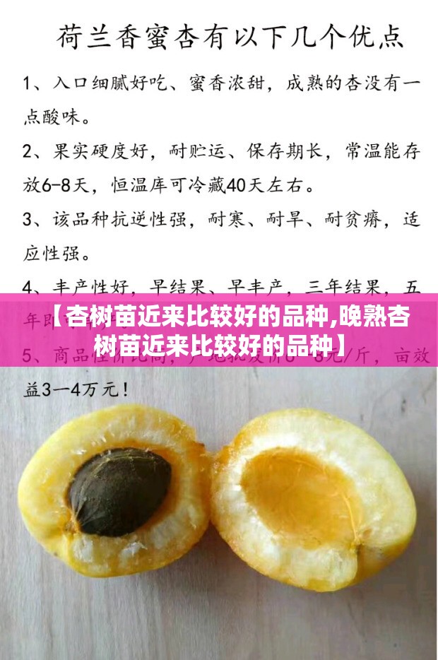 【杏树苗近来比较好的品种,晚熟杏树苗近来比较好的品种】