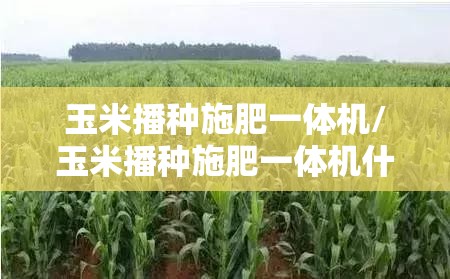 玉米播种施肥一体机/玉米播种施肥一体机什么牌子好