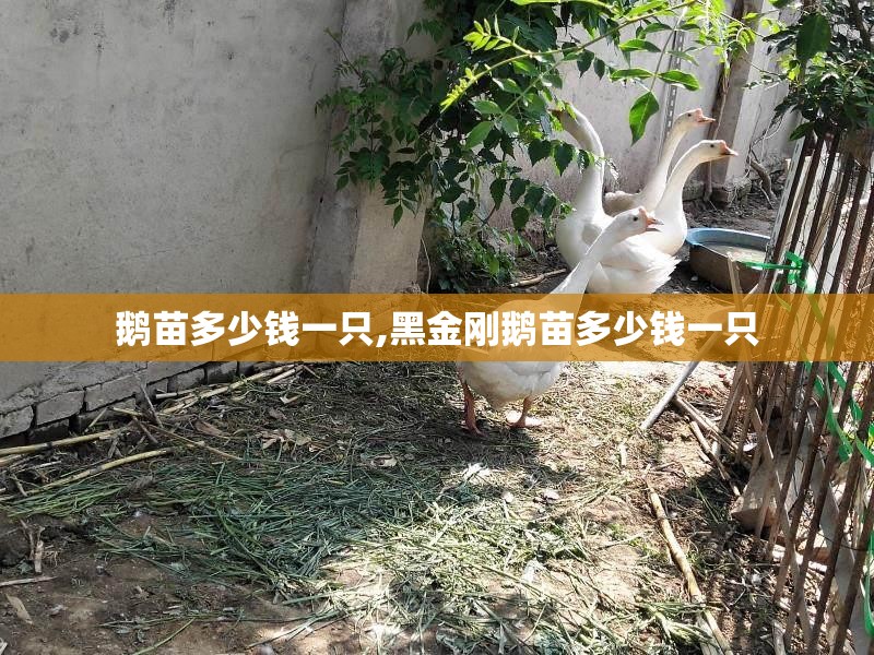 阿尔法卡尔曼是哪国汽车品牌
