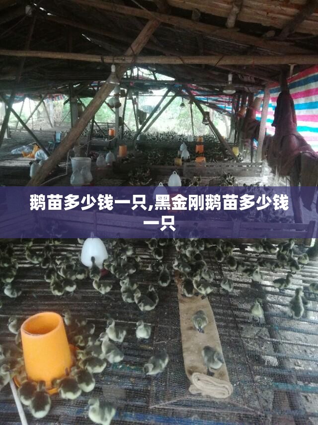 鹅苗多少钱一只,黑金刚鹅苗多少钱一只