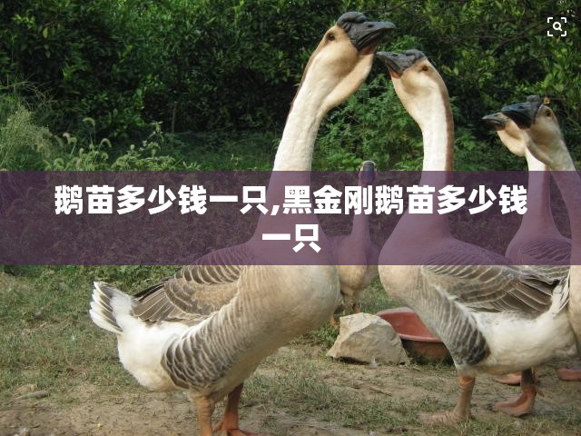 鹅苗多少钱一只,黑金刚鹅苗多少钱一只