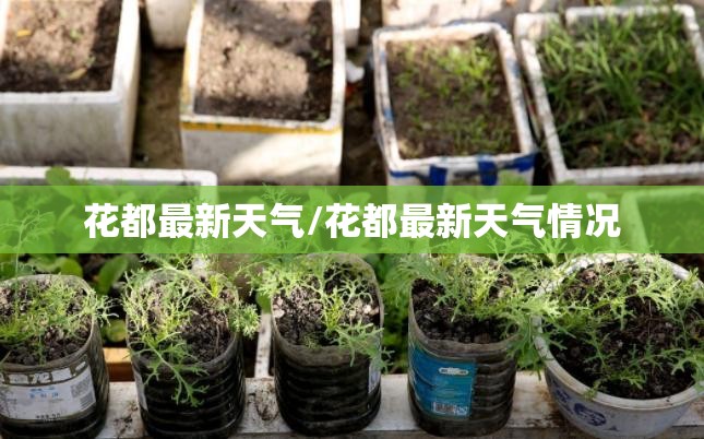 花都最新天气/花都最新天气情况