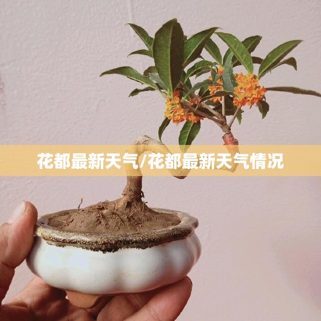 花都最新天气/花都最新天气情况