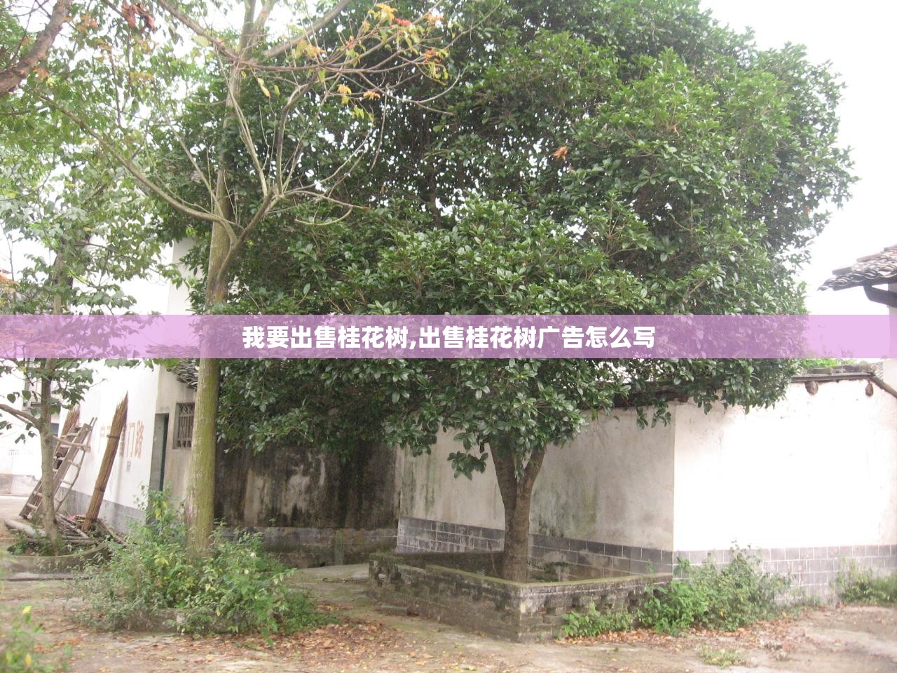 招商银行客服电话人工服务/银行客服电话