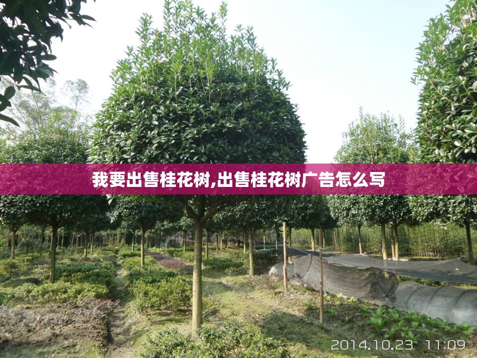 我要出售桂花树,出售桂花树广告怎么写