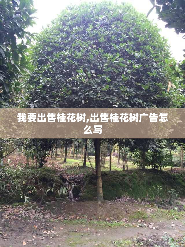 我要出售桂花树,出售桂花树广告怎么写