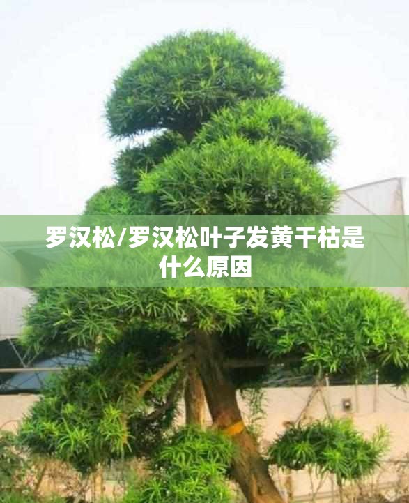 沈阳兴隆最新（沈阳兴隆为什么黄了）