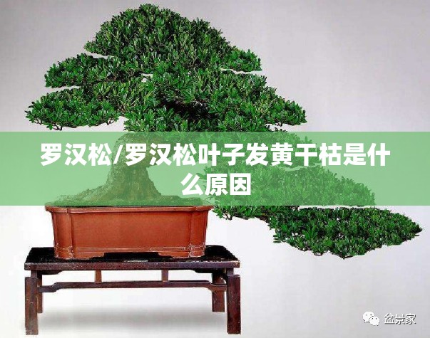罗汉松/罗汉松叶子发黄干枯是什么原因 罗汉松/罗汉松叶子发黄干枯是什么原因