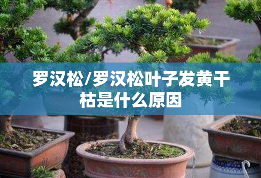 罗汉松/罗汉松叶子发黄干枯是什么原因 罗汉松/罗汉松叶子发黄干枯是什么原因