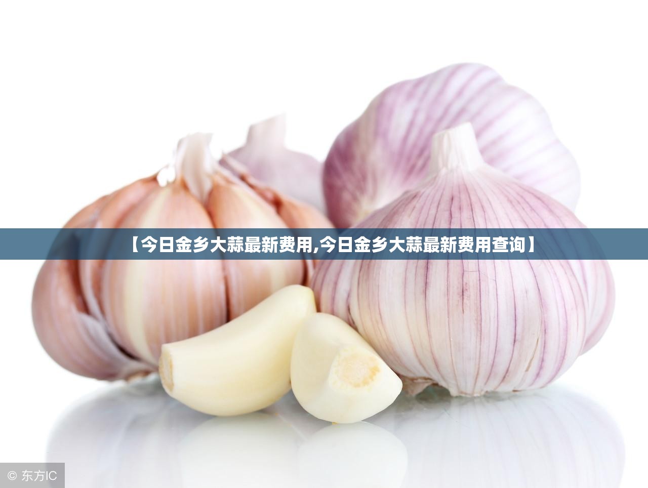 【今日金乡大蒜最新费用,今日金乡大蒜最新费用查询】