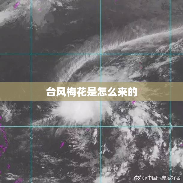 台风梅花是怎么来的