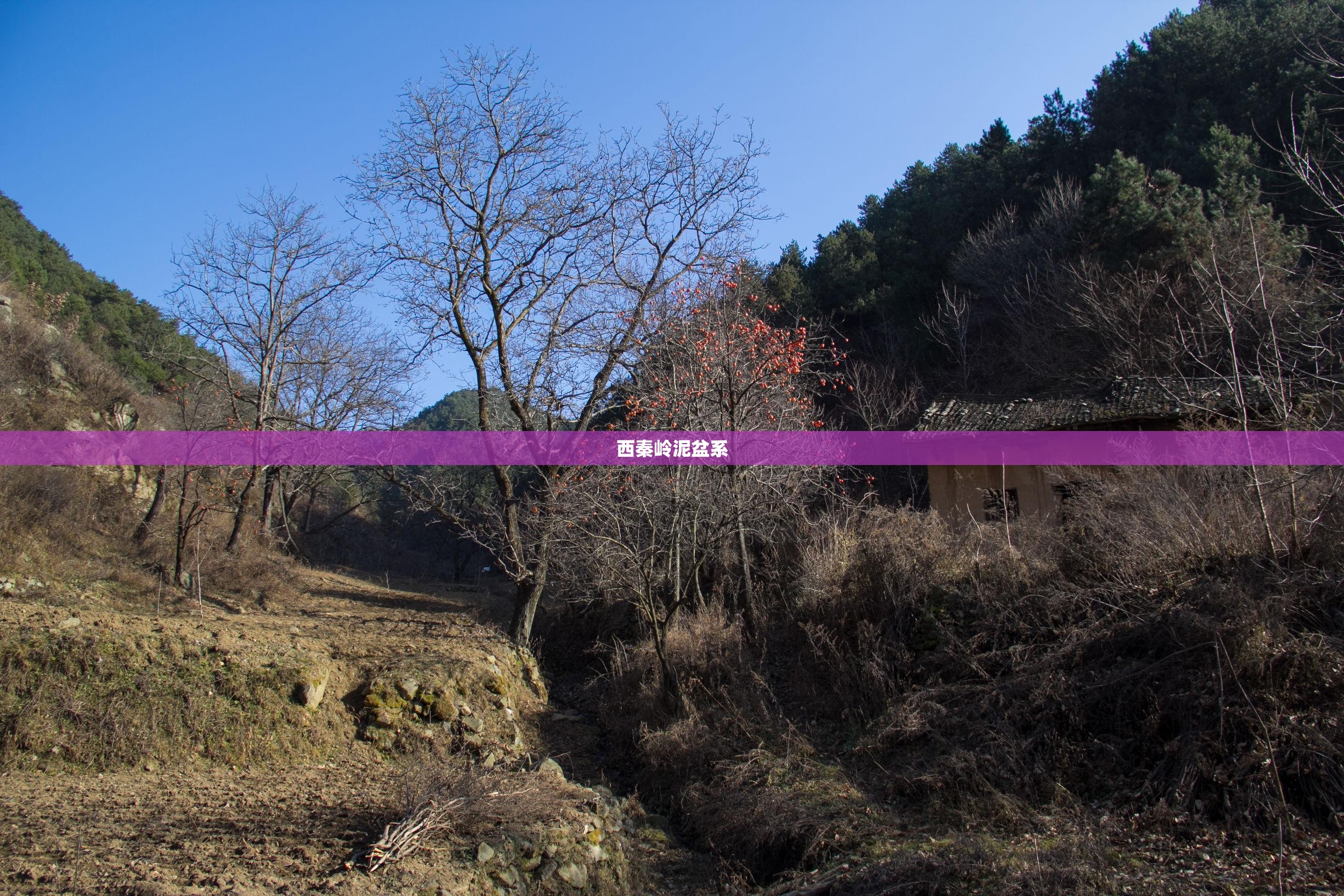 西秦岭泥盆系 西秦岭泥盆系