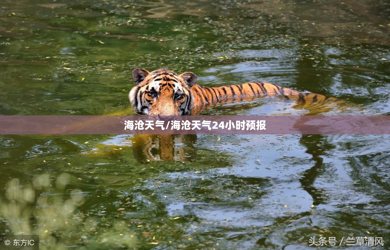 海沧天气/海沧天气24小时预报