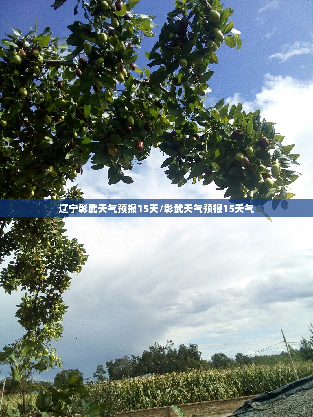辽宁彰武天气预报15天/彰武天气预报15天气
