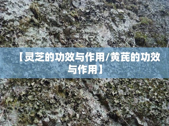 【灵芝的功效与作用/黄芪的功效与作用】