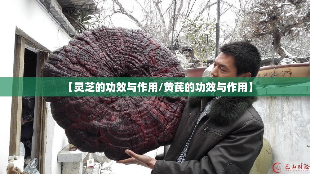 【灵芝的功效与作用/黄芪的功效与作用】
