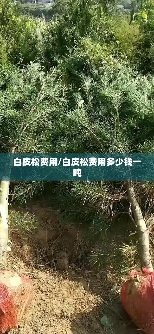 【恒大的最新消息/恒大最新消息今天新闻】