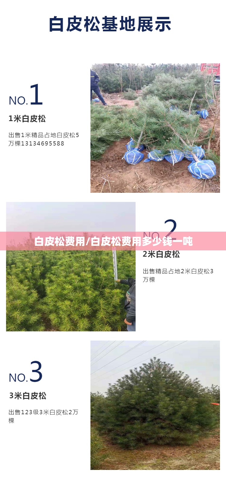 白皮松费用/白皮松费用多少钱一吨