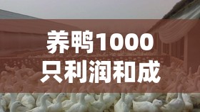【养鸭1000只利润和成本/为什么穷不养鸡富不养羊】