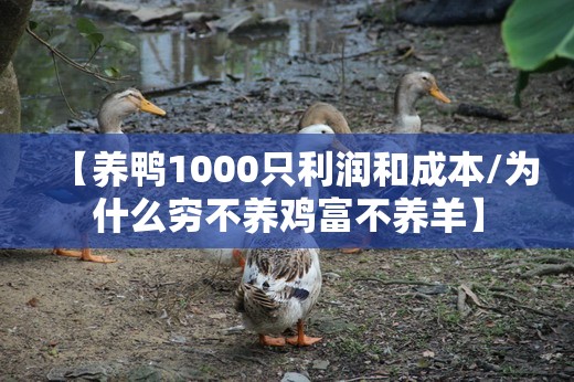 【养鸭1000只利润和成本/为什么穷不养鸡富不养羊】