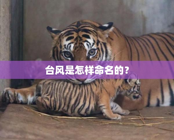 台风是怎样命名的？