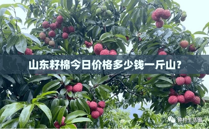山东籽棉今日价格多少钱一斤山？
