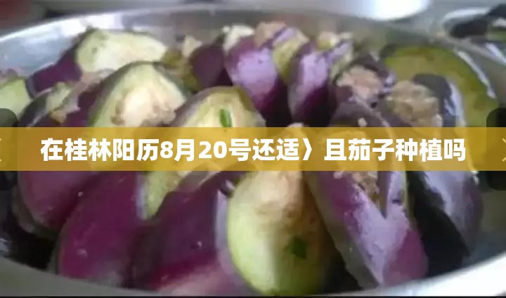 在桂林阳历8月20号还适〉且茄子种植吗 在桂林阳历8月20号还适〉且茄子种植吗