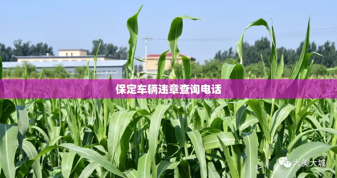 【保定车辆违章查询电话,河北省保定市车辆违章查询】