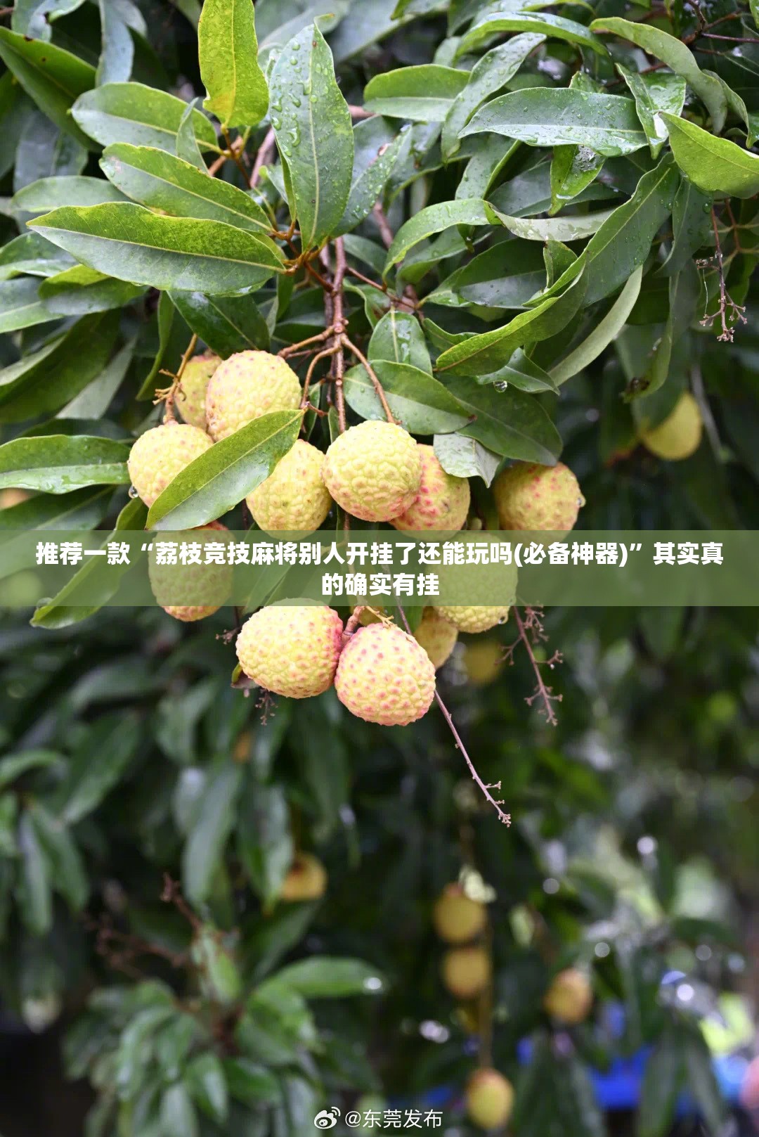 【福州天气最新动态,福州天气最新动态查询】