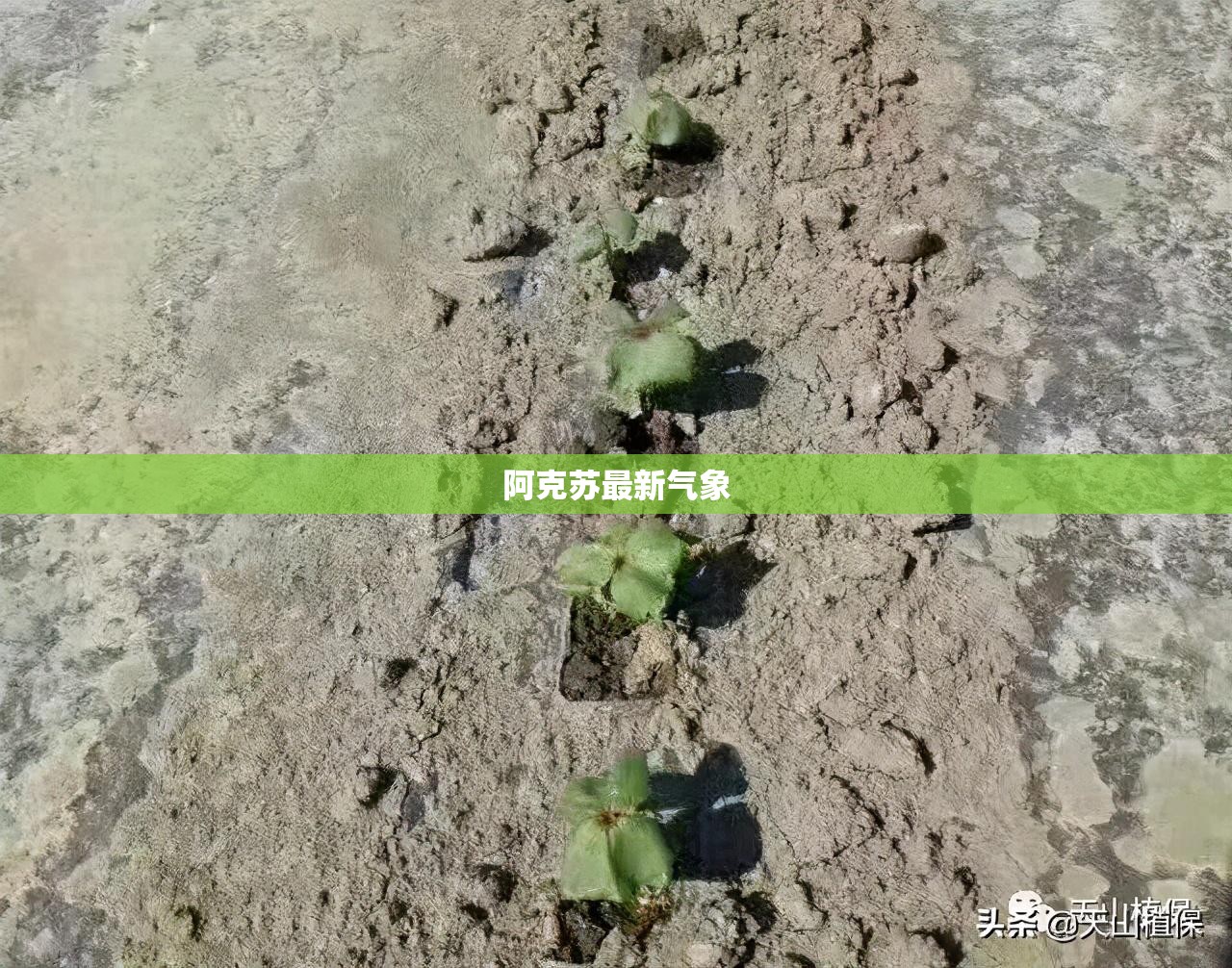 【大众最贵的车多少钱一台/大众最贵的车子多少钱】