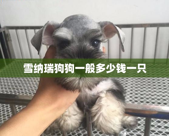雪纳瑞狗狗一般多少钱一只/2025年雪纳瑞费用