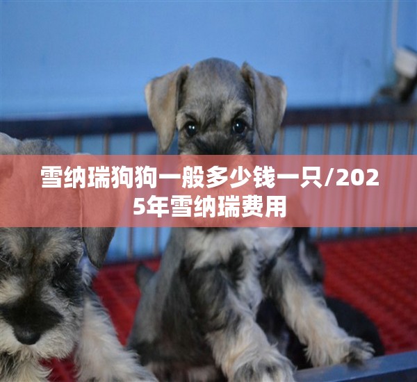 雪纳瑞狗狗一般多少钱一只/2025年雪纳瑞费用